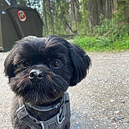 Motley is registered to the contest to win money with this photo: animal, background_blur, black_dog, canine, close_up, curious, cute, daylight, dog, forest, gravel_path, greenery, harness, leash, nature, outdoor, pet, seed_on_nose, small_dog, walking