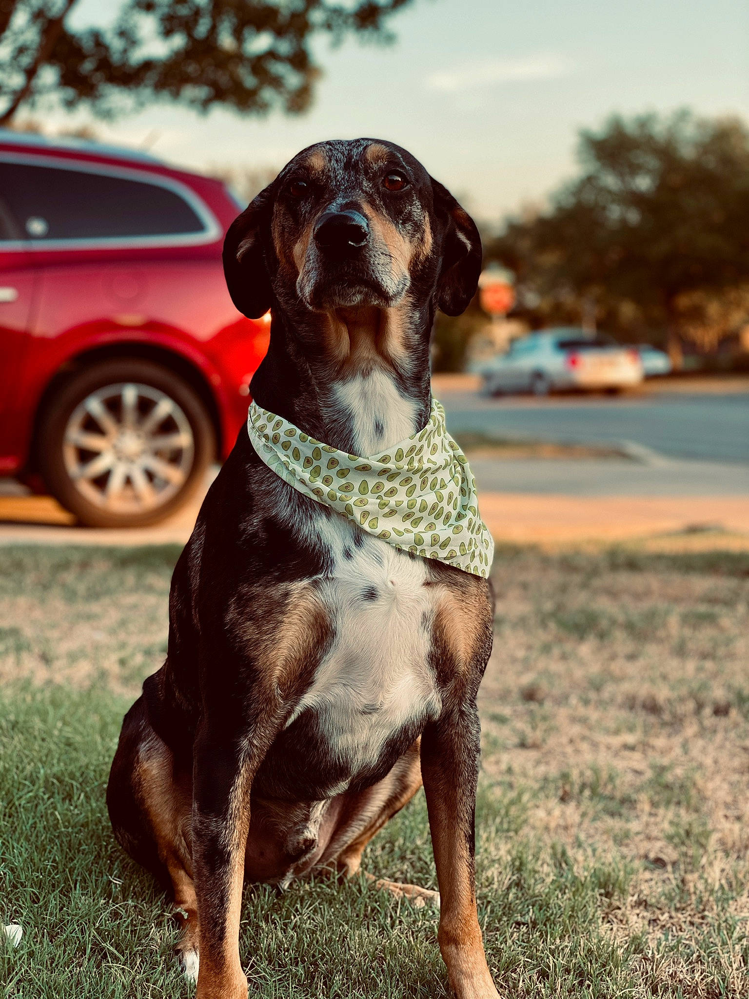 Gauge is registered to the contest to win money with this photo: car, carnivore, collar, companion_dog, dog, dog_breed, dog_collar, fawn, fender, gun_dog, liver, metal, sky, snout, tail, tire, tree, vehicle, wheel, working_animal