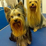 Hermine participe au concours pour gagner de l'argent avec cette photo : dog, yorkshire_terrier, pet, grooming_table, indoor, animal, tongue_out, fur, small_dog, cute, portrait, two_dogs, groomed, hair_tie, blue_surface, domestic_animal, companions, playful, waiting, clean