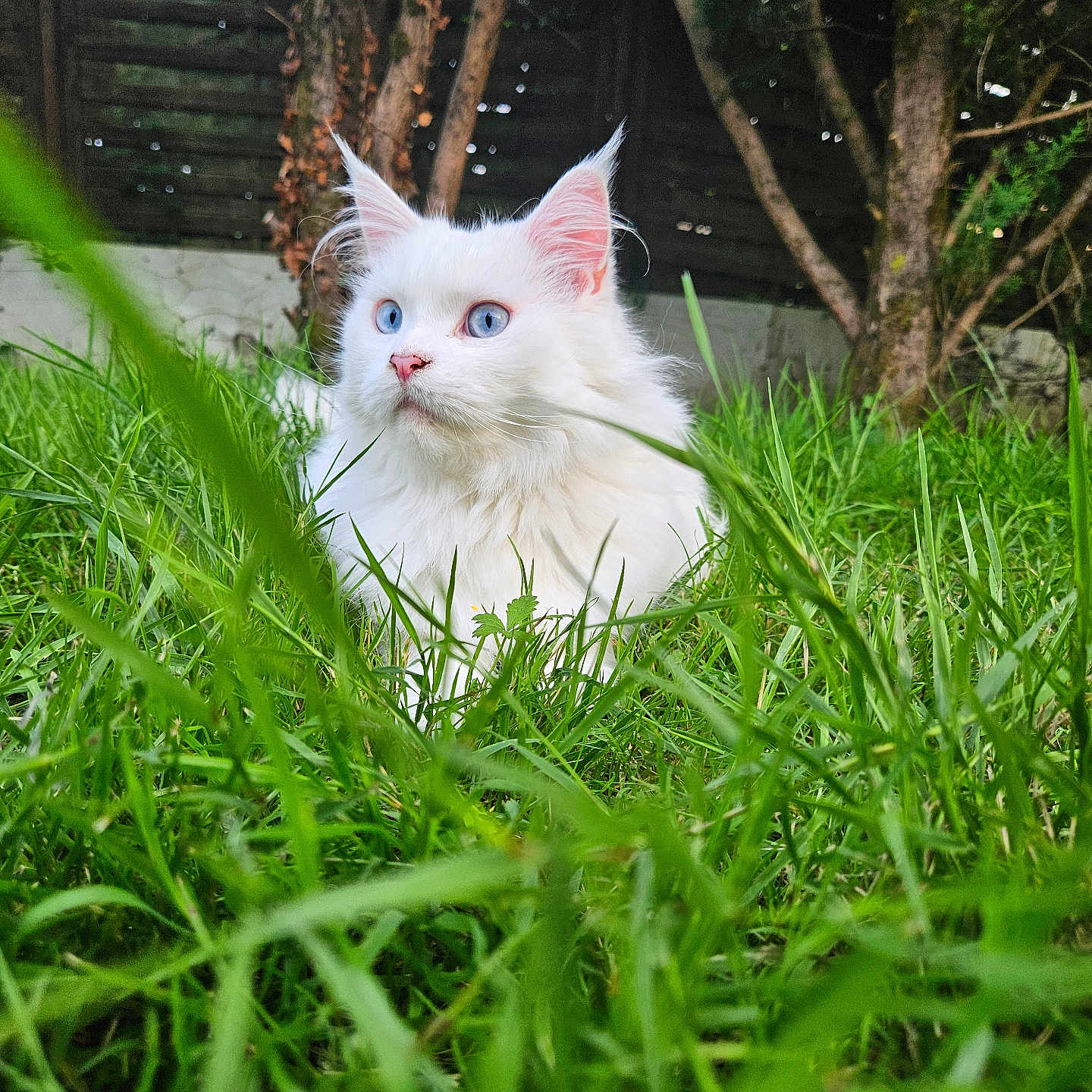 Mensia a rejoint le concours — aidez-le/la à gagner de superbes lots ! angora, animal, backyard, cat, field, grass, grassland, green, kitten, lawn, leaf, manx, nature, outdoors, pet, plant, siamese, vegetation, white, yard