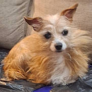 Mercedes is registered to the contest to win money with this photo: dog, small_dog, fluffy, tan_fur, white_fur, pet, resting, indoor, cushion, plastic_surface, ears, nose, fur, animal, cute, companion, domestic_animal, relaxed, face, portrait