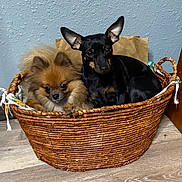 Roxy And Zoe is registered to the contest to win money with this photo: dog, basket, floor, wall, indoor, fluffy_dog, small_dog, brown_dog, black_dog, pets, cute, animal, companions, resting, cozy, furry, ears, cute_pets, domestic_animal, wooden_floor