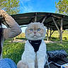 Milo participe au concours pour gagner de l'argent avec cette photo : cat, blue_eyes, harness, outdoor, picnic_table, grass, trees, wooden_shelter, sky, person_arm, bag, box, curious, fluffy, animal, pet, nature, sunny, daytime, sitting