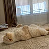 cat, fluffy, cream_color, carpet, lying_down, indoor, curtains, window, natural_light, cozy, relaxed, pet, feline, soft_texture, floor, home, resting, quiet, brown_curtains, daylight