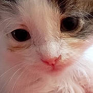 Engelschü is registered to the contest to win money with this photo: kitten, cat, close_up, fluffy, fur, whiskers, pet, animal, cute, face, eyes, nose, young, indoor, mammal, soft, adorable, portrait, small, domestic