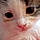 Engelschü