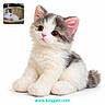 Engelschü joined the competition — help win amazing prizes! kitten, cat, fluffy, white_background, cute, pet, animal, small, feline, sitting, closeup, brown_eyes, pink_nose, soft_fur, young, inset_photo, basket, cozy, indoor, website_text