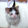 Engelschü is registered to the contest to win money with this photo: adorable, animal, bedding, blue_eyes, brown_fur, cat, close_up, cute, ears, fluffy, indoor, kitten, pet, pink_nose, portrait, quilted_pad, sitting, tail, whiskers, white_fur