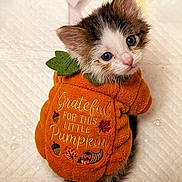 Engelschü joined the competition — help win amazing prizes! kitten, cat, pet, animal, fluffy, orange, pumpkin_costume, autumn, fall, leaf, cute, adorable, blue_eyes, whiskers, fur, sitting, portrait, indoor, quilt, clothing