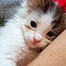 Engelschü joined the competition — help win amazing prizes! adorable, animal, brown_fur, cat, close_up, cozy, cuddling, fluffy, human_arm, indoors, kitten, large_eyes, pet, photography, pink_nose, pointed_ears, portrait, relaxed, soft_fur, white_fur
