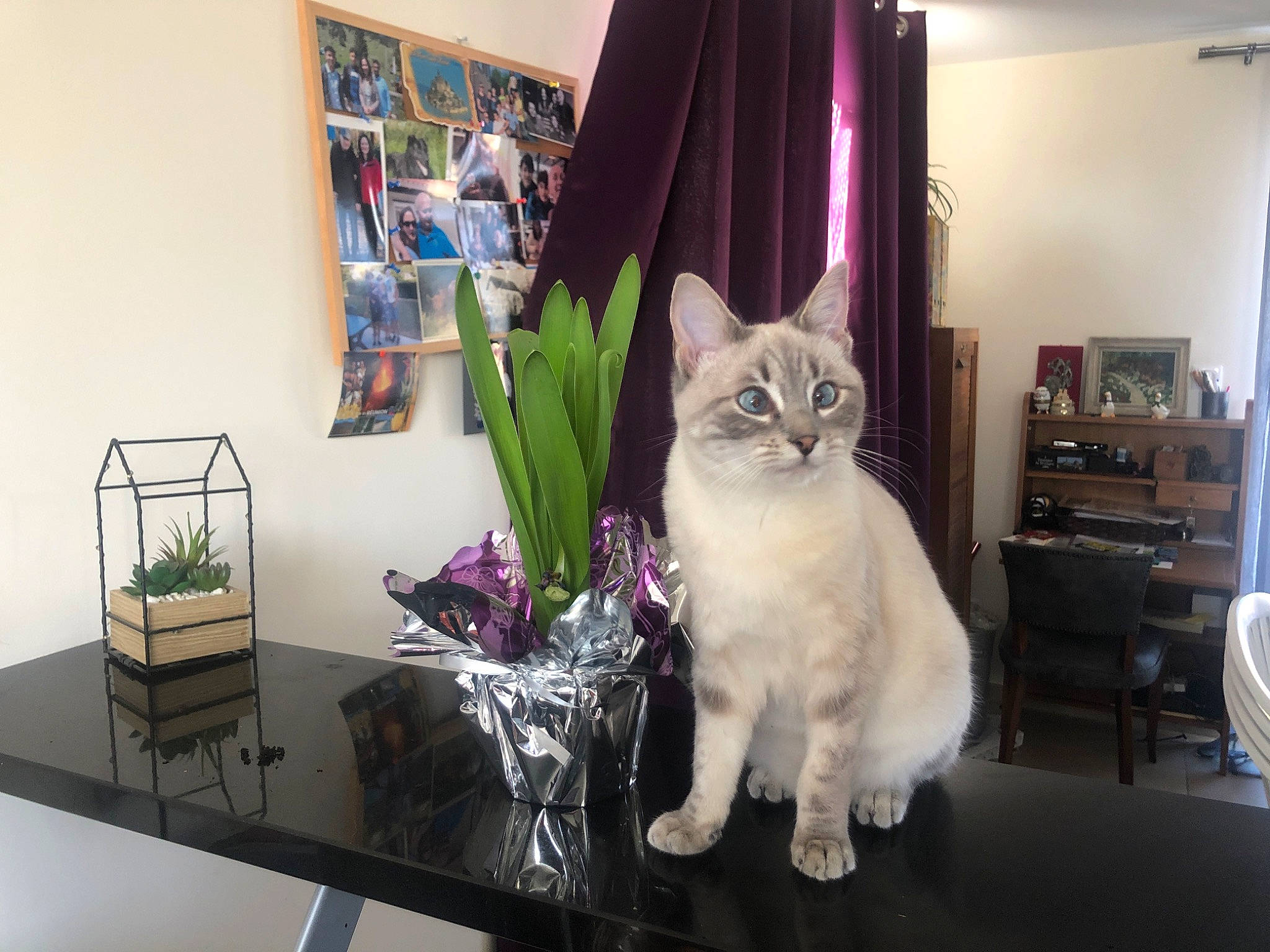 Caline participe au concours pour gagner de l'argent avec cette photo : art, carnivore, cat, curtain, domestic_short_haired_cat, drawer, fawn, felidae, flooring, fur, linens, picture_frame, purple, room, shelf, small_to_medium_sized_cats, tail, whiskers, window, wood