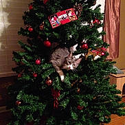 Gracie is registered to the contest to win money with this photo: