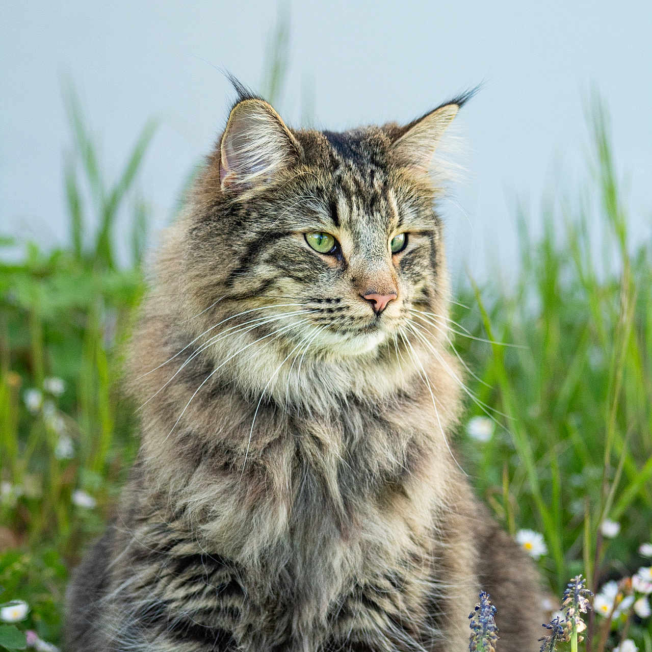 Bragi a rejoint le concours — aidez-le/la à gagner de superbes lots ! abyssinian, angora, animal, cat, field, flower, grass, grassland, herbal, herbs, iris, kitten, lupin, manx, nature, outdoors, pet, plant