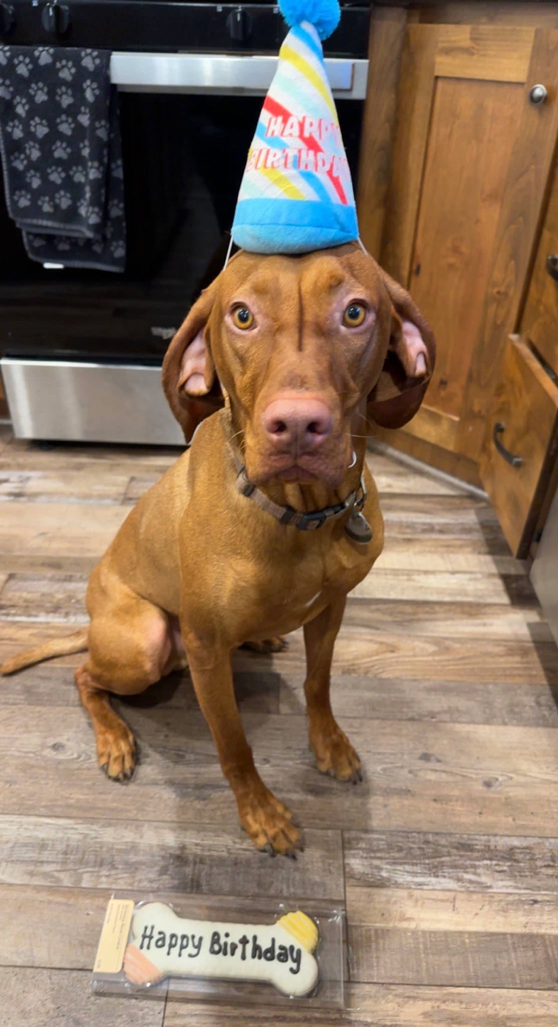 Odin is registered to the contest to win money with this photo: cabinetry, canidae, carnivore, collar, companion_dog, cone, dog, dog_breed, dog_clothes, dog_collar, dog_supply, door, fawn, liver, party_hat, pet_supply, snout, sporting_group, wood, working_animal