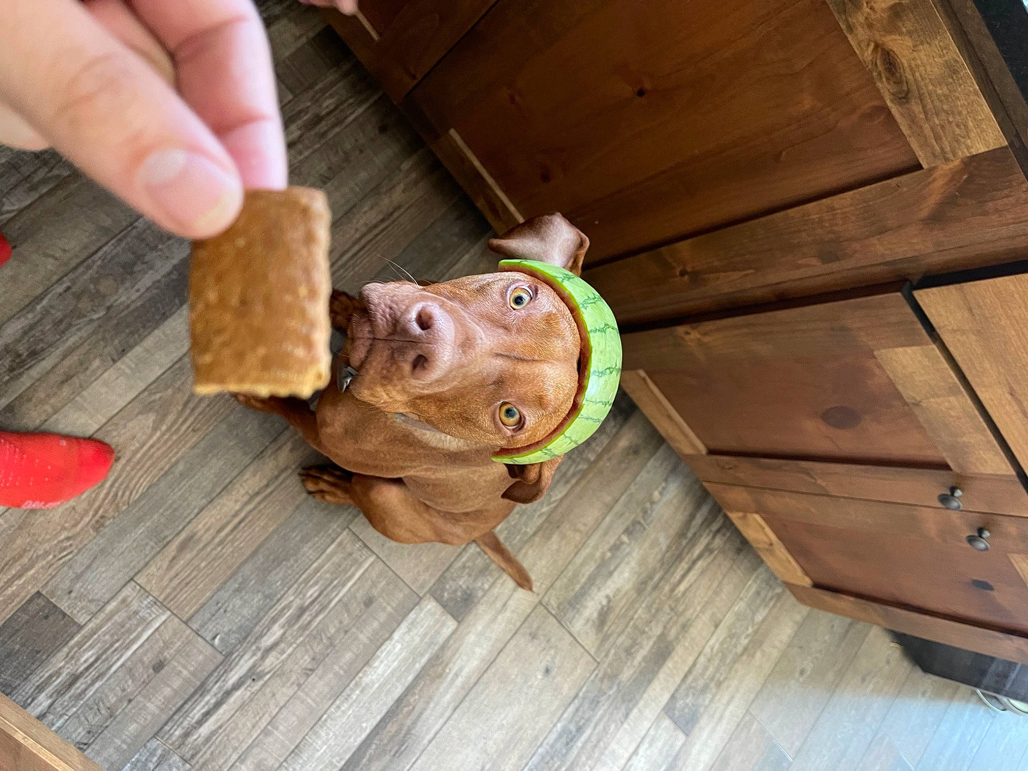 Odin joined the competition — help win amazing prizes! art, artifact, carving, flooring, hardwood, lumber, nail, plank, plywood, sculpture, table, thumb, toy, tree, varnish, wood, wood_stain, wrinkle