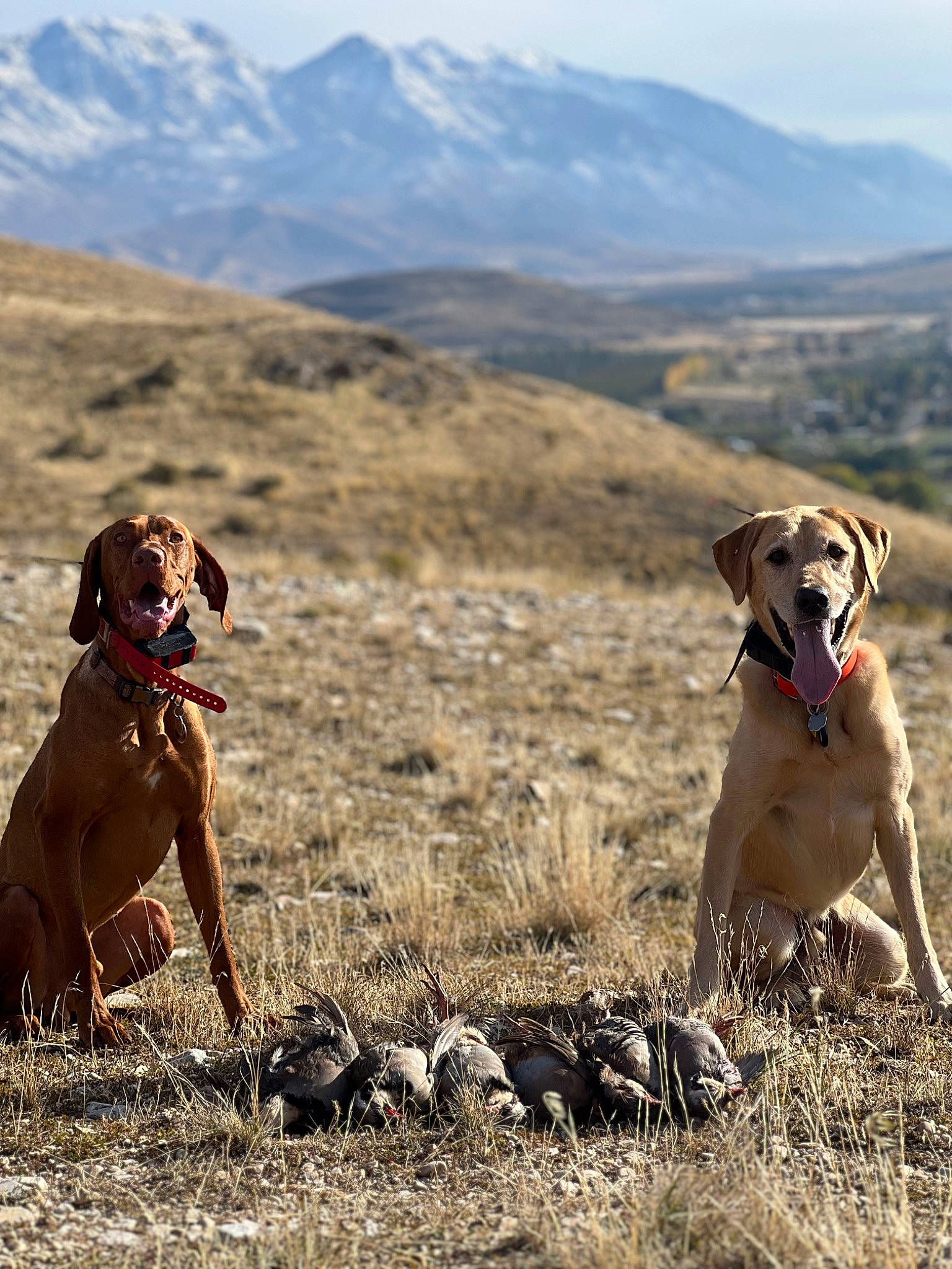 Odin is registered to the contest to win money with this photo: adventure, canidae, carnivore, dog, dog_breed, fawn, grass, grassland, hill, landscape, mammal, mountain, mountain_range, people_in_nature, plant, sky, sporting_group, vertebrate, wildlife, working_animal