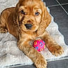puppy, dog, toy, ball, fluffy_rug, golden, cute, pet, indoor, floor, tile, animal, young_dog, playful, fur, paw, lying_down, looking, adorable, companion