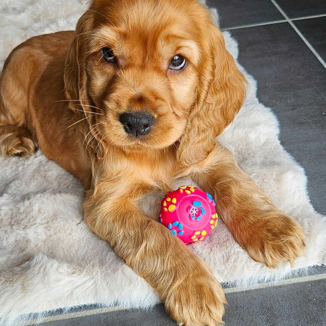 Bali participe au concours pour gagner de l'argent avec cette photo : puppy, dog, toy, ball, fluffy_rug, golden, cute, pet, indoor, floor, tile, animal, young_dog, playful, fur, paw, lying_down, looking, adorable, companion