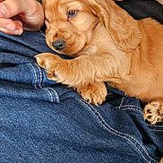 Bali participe au concours pour gagner de l'argent avec cette photo : puppy, dog, golden, lap, hands, denim, jeans, sitting, pet, cute, furry, cozy, resting, indoor, young, animal, adorable, fur, small, companion