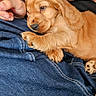 puppy, dog, golden, lap, hands, denim, jeans, sitting, pet, cute, furry, cozy, resting, indoor, young, animal, adorable, fur, small, companion