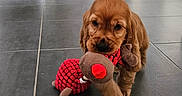 Bali a rejoint le concours — aidez-le/la à gagner de superbes lots ! puppy, dog, toy, stuffed_animal, floor, tile_floor, indoor, bookshelf, books, clothing, bucket, pet_food, brown_dog, cute, pet, home_interior, playful, small_dog, canine, adorable