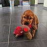 puppy, dog, toy, stuffed_animal, floor, tile_floor, indoor, bookshelf, books, clothing, bucket, pet_food, brown_dog, cute, pet, home_interior, playful, small_dog, canine, adorable