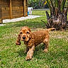 Bali participe au concours pour gagner de l'argent avec cette photo : puppy, dog, grass, outdoor, greenery, tree, palm_tree, wooden_shed, sunlight, nature, young_dog, animal, cute, pet, canine, walking, daylight, yard, playful, fur