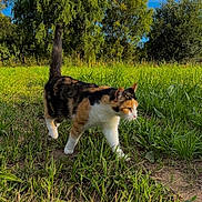 Chanel a rejoint le concours — aidez-le/la à gagner de superbes lots ! cat, calico_cat, grass, meadow, outdoor, nature, greenery, trees, sky, sunlight, animal, walking, fur, daylight, field, pet, mammal, wildlife, calm, scenic