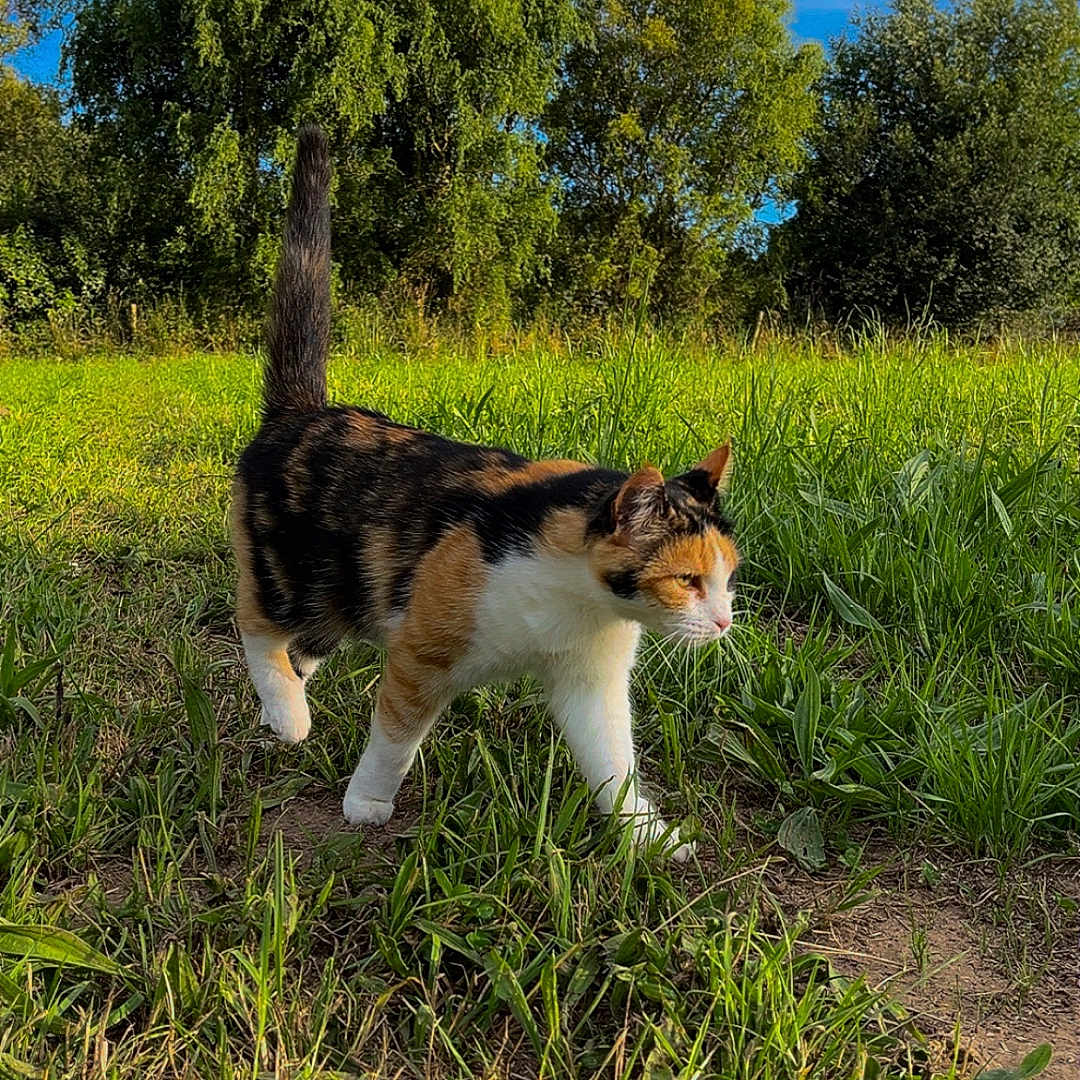 Chanel a rejoint le concours — aidez-le/la à gagner de superbes lots ! animal, calico_cat, calm, cat, daylight, field, fur, grass, greenery, mammal, meadow, nature, outdoor, pet, scenic, sky, sunlight, trees, walking, wildlife