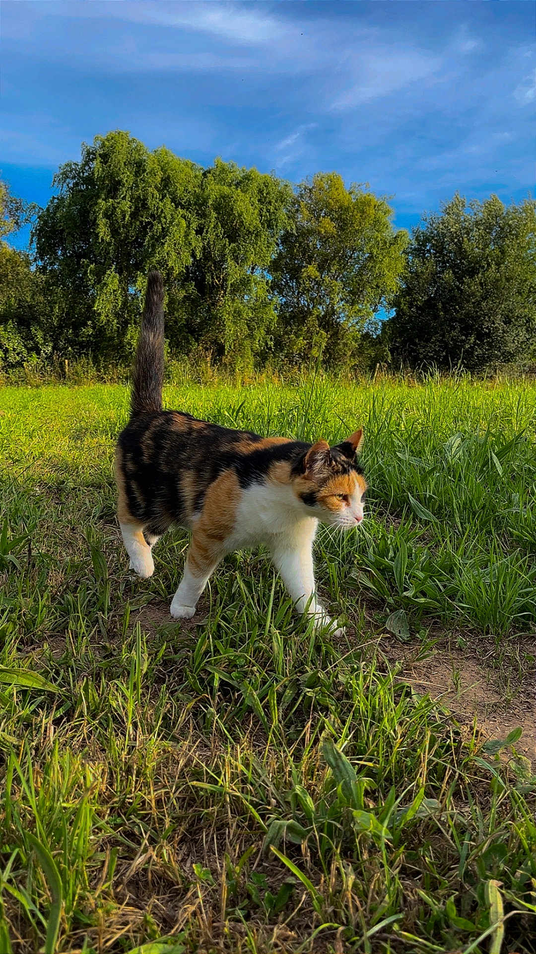 Chanel a rejoint le concours — aidez-le/la à gagner de superbes lots ! cat, calico_cat, grass, meadow, outdoor, nature, greenery, trees, sky, sunlight, animal, walking, fur, daylight, field, pet, mammal, wildlife, calm, scenic