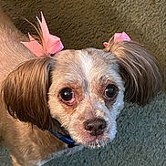 Dooney joined the competition — help win amazing prizes! adorable, animal, bow, canine, carpet, closeup, companion, cute, dog, domestic_animal, ears, face, fluffy, fur, indoor, looking_up, pet, pink_bow, portrait, small_dog
