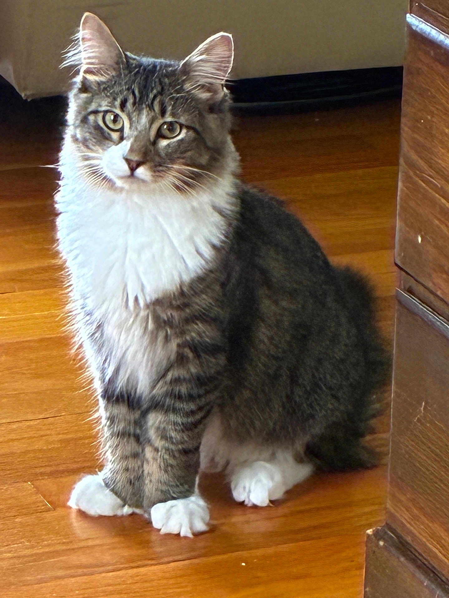 Gizmo joined the competition — help win amazing prizes! cat, tabby, white_paws, white_chest, sitting, wooden_floor, indoor, pet, feline, curious, fur, whiskers, ears, tail, animal, domestic, closeup, portrait, household, soft_light