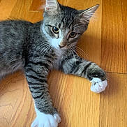 Gizmo joined the competition — help win amazing prizes! cat, kitten, tabby, white_paws, pet, indoor, floor, wooden_floor, curious, whiskers, ears, animal, young_cat, feline, resting, cute, domestic_cat, playful, paw, fur