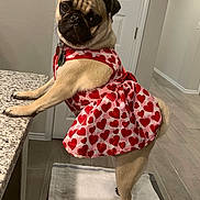 Mia is registered to the contest to win money with this photo: pug, dog, pet, indoor, dress, heart_pattern, curious, towel, tile_floor, countertop, door, collar, animal, canine, standing, looking_back, cute, small_dog, home, fur