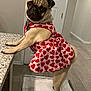 pug, dog, pet, indoor, dress, heart_pattern, curious, towel, tile_floor, countertop, door, collar, animal, canine, standing, looking_back, cute, small_dog, home, fur