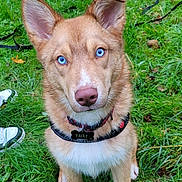 Valky participe au concours pour gagner de l'argent avec cette photo : dog, blue_eyes, collar, grass, outdoor, pet, canine, animal, sitting, fur, ears, leash, nature, grass_field, paw, nose, snout, alert, watchful, young_dog