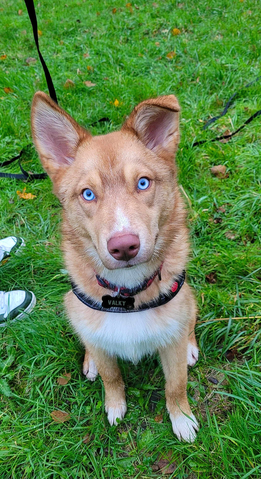 Valky participe au concours pour gagner de l'argent avec cette photo : dog, blue_eyes, collar, grass, outdoor, pet, canine, animal, sitting, fur, ears, leash, nature, grass_field, paw, nose, snout, alert, watchful, young_dog