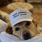 Remington is registered to the contest to win money with this photo: animal, brown_dog, canine, cap, closeup, couch, dog, domestic_animal, ears, face, fur, hat, home, indoor, lounge, pet, relaxed, resting, snout, white_cap