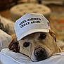 animal, brown_dog, canine, cap, closeup, couch, dog, domestic_animal, ears, face, fur, hat, home, indoor, lounge, pet, relaxed, resting, snout, white_cap