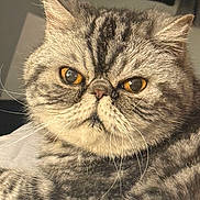 Oliver James is registered to the contest to win money with this photo: cat, tabby_cat, close_up, fluffy, amber_eyes, indoor, pet, feline, whiskers, fur, animal, cute, portrait, mammal, domestic_animal, face, expression, looking, resting, soft_light