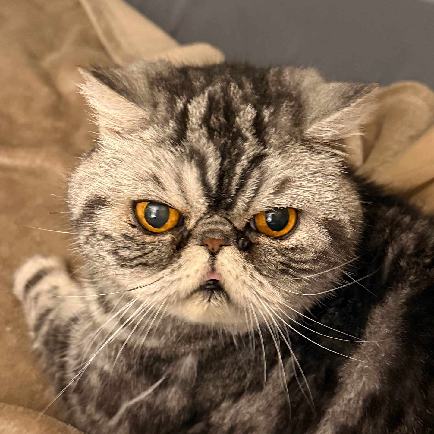 Oliver James joined the competition — help win amazing prizes! cat, animal, pet, feline, whiskers, fur, amber_eyes, grumpy_expression, close_up, indoor, blanket, cozy, tabby, resting, cute, portrait, face, domestic_cat, fluffy, relaxed