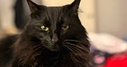 Archiebald Thomas joined the competition — help win amazing prizes! animal, black_cat, blurred_background, cat, closeup, comfort, cozy, domestic, ears, eyes, feline, fur, indoor, lap, person, pet, portrait, relaxed, resting, whiskers