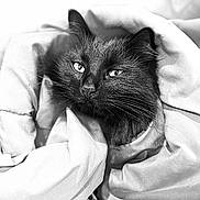Archiebald Thomas joined the competition — help win amazing prizes! cat, black_cat, pet, animal, fur, blanket, cozy, indoor, portrait, whiskers, sleepy, cute, closeup, soft_texture, resting, wrapped, feline, comfort, domestic_animal, monochrome