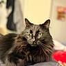Archiebald Thomas is registered to the contest to win money with this photo: animal, bedroom, black_cat, cat, closeup, cozy, cute, domestic_cat, eyes, feline, fluffy, fur, indoor, lying_down, pet, portrait, relaxed, resting, soft, whiskers