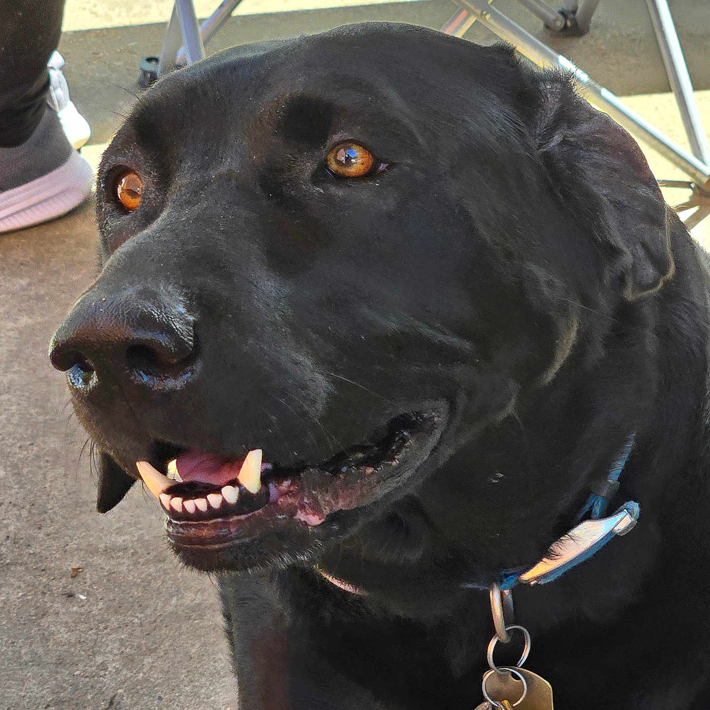Blackster is registered to the contest to win money with this photo: animal, black_dog, brown_eyes, canine, chair, close_up, collar, concrete, dog, domestic_animal, fur, happy, legs, nose, outdoor, person, pet, smiling, tags, teeth