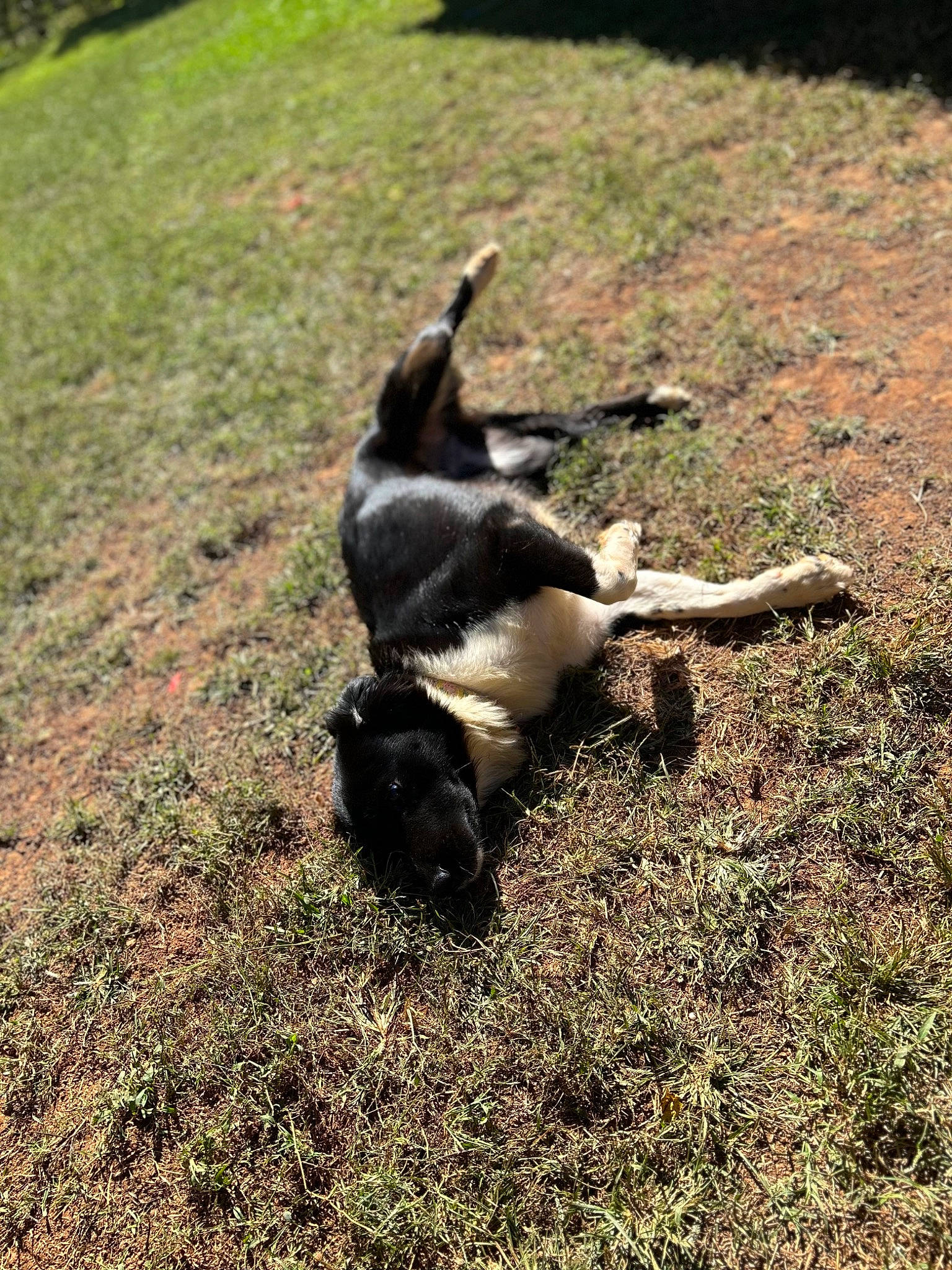 Dolly is registered to the contest to win money with this photo: canidae, carnivore, companion_dog, dog_breed, fur, grass, grassland, herbaceous_plant, pasture, plant, shadow, soil, tail, terrestrial_animal, working_animal