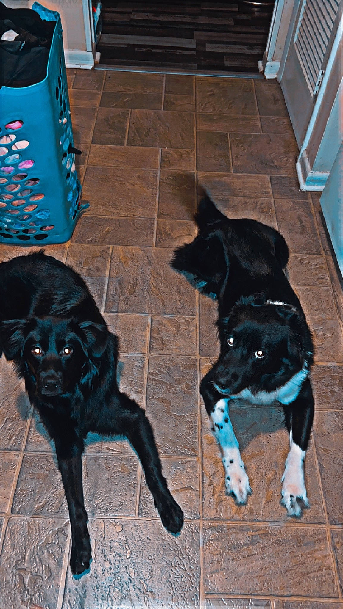 Dolly joined the competition — help win amazing prizes! black, blue, canidae, carnivore, collar, companion_dog, dog, dog_breed, dog_collar, electric_blue, floor, flooring, fur, gas, leash, mammal, snout, sporting_group, tail, vertebrate