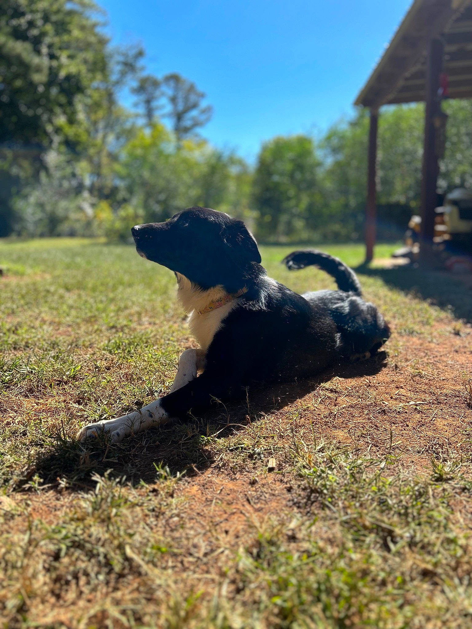 Dolly joined the competition — help win amazing prizes! carnivore, companion_dog, dog, dog_breed, fawn, grass, grassland, happy, landscape, lawn, pasture, people_in_nature, plant, shadow, sky, snout, soil, tail, tree, wood