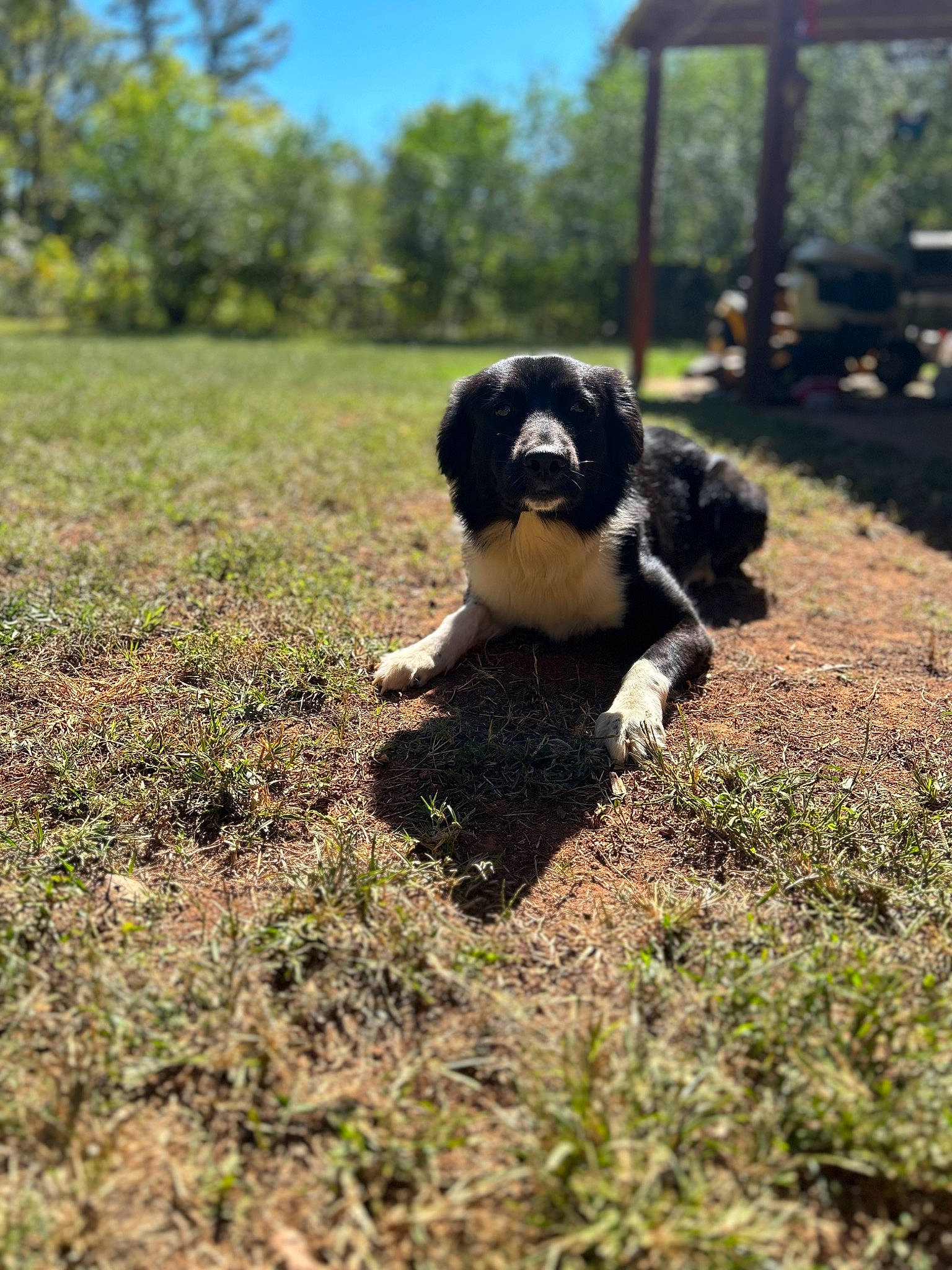 Dolly joined the competition — help win amazing prizes! canidae, carnivore, companion_dog, dog, dog_breed, fur, grass, grassland, landscape, lawn, pasture, plant, sky, snout, soil, sporting_group, tail, terrestrial_animal, toy_dog, tree