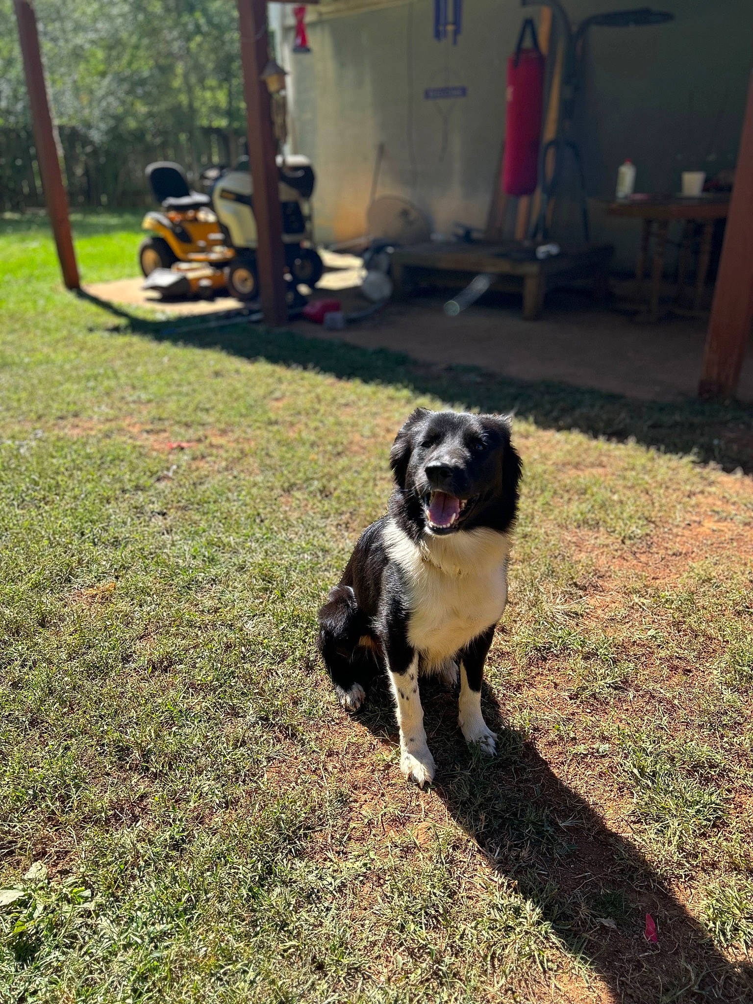 Dolly joined the competition — help win amazing prizes! carnivore, chair, companion_dog, dog, dog_breed, fawn, fur, grass, lawn, plant, puppy, shade, snout, soil, tail, toy_dog, tree, working_animal, working_dog, yard